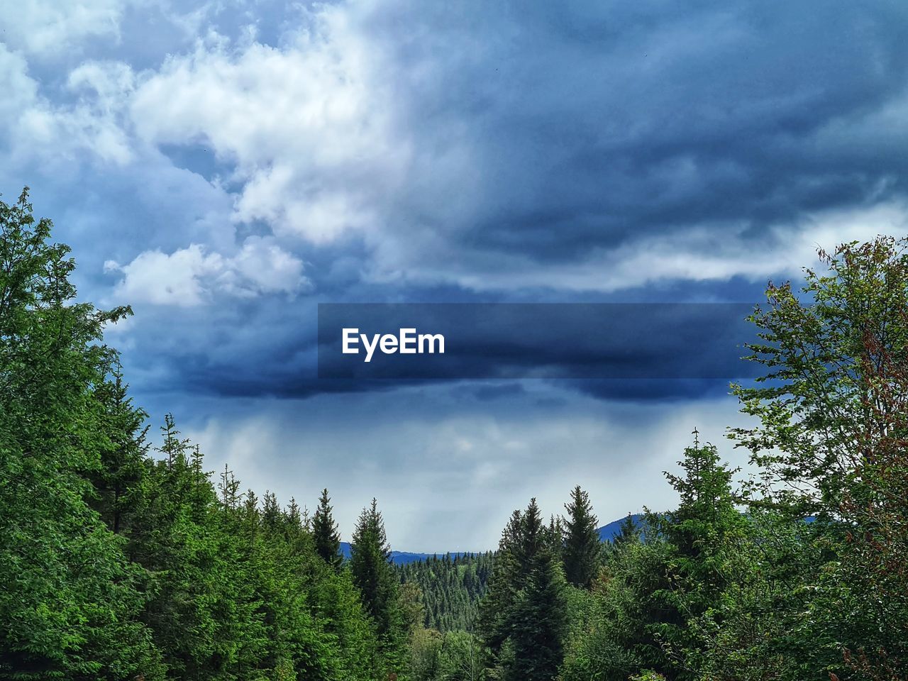 LOW ANGLE VIEW OF TREES AGAINST SKY IN FOREST