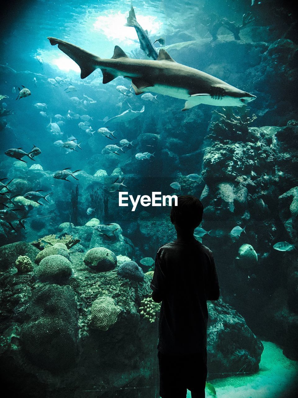 Rear view of boy looking at fish swimming in aquarium