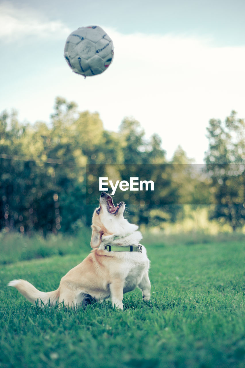 VIEW OF DOG HOLDING BALL IN MOUTH