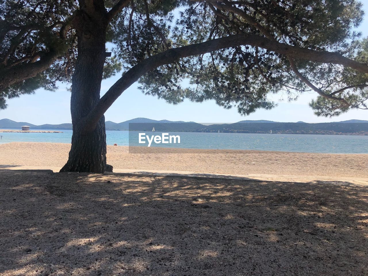 TREES GROWING ON BEACH AGAINST SKY