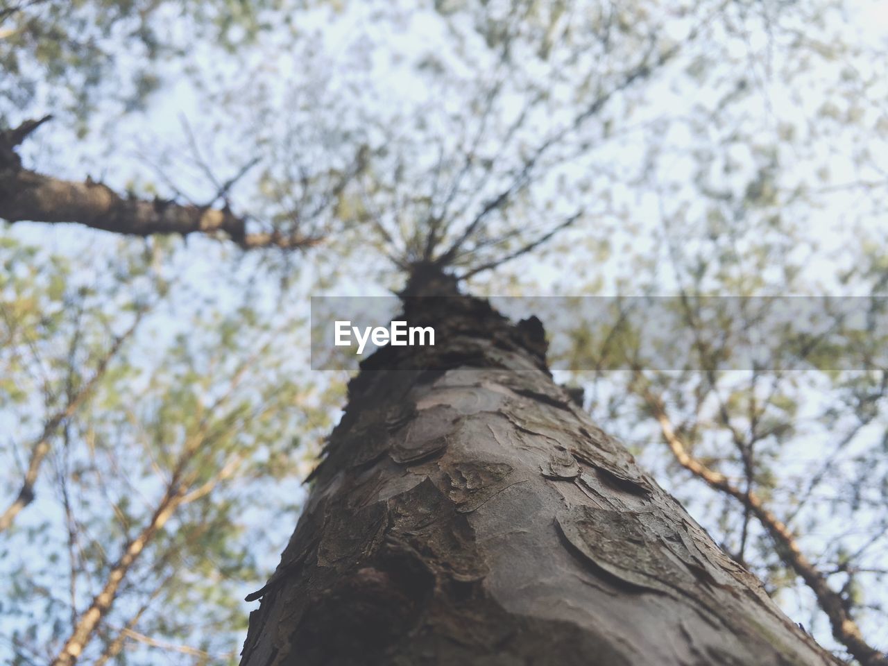 CLOSE-UP LOW ANGLE VIEW OF TREE