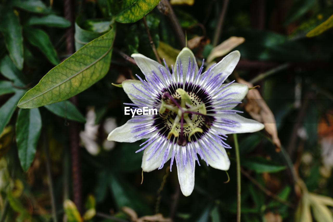 CLOSE-UP OF PURPLE FLOWER IN BLOOM