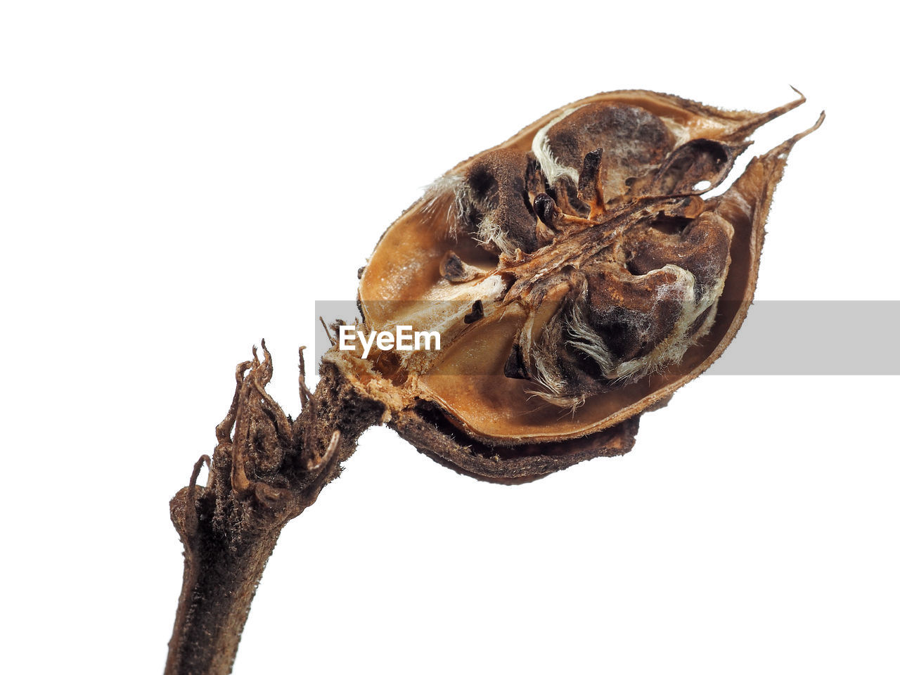 Dried plant against white background