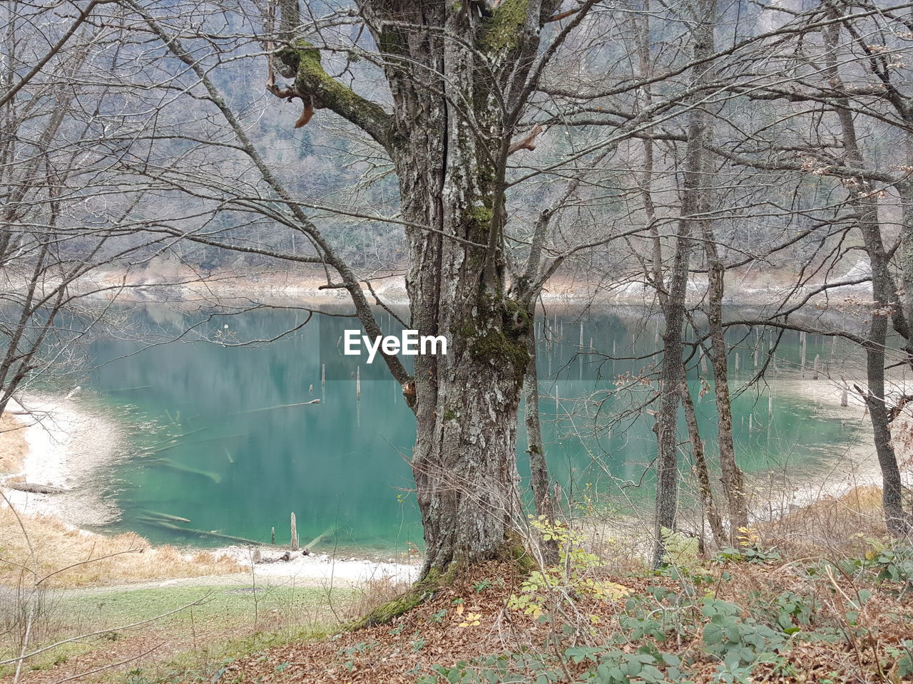 SCENIC VIEW OF LAKE IN FOREST