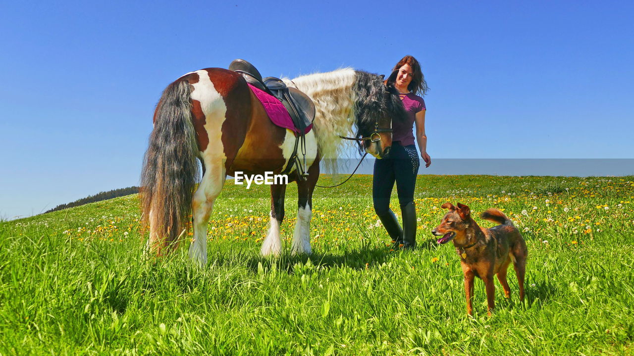 Woman standing with horse and dog on field against clear blue sky