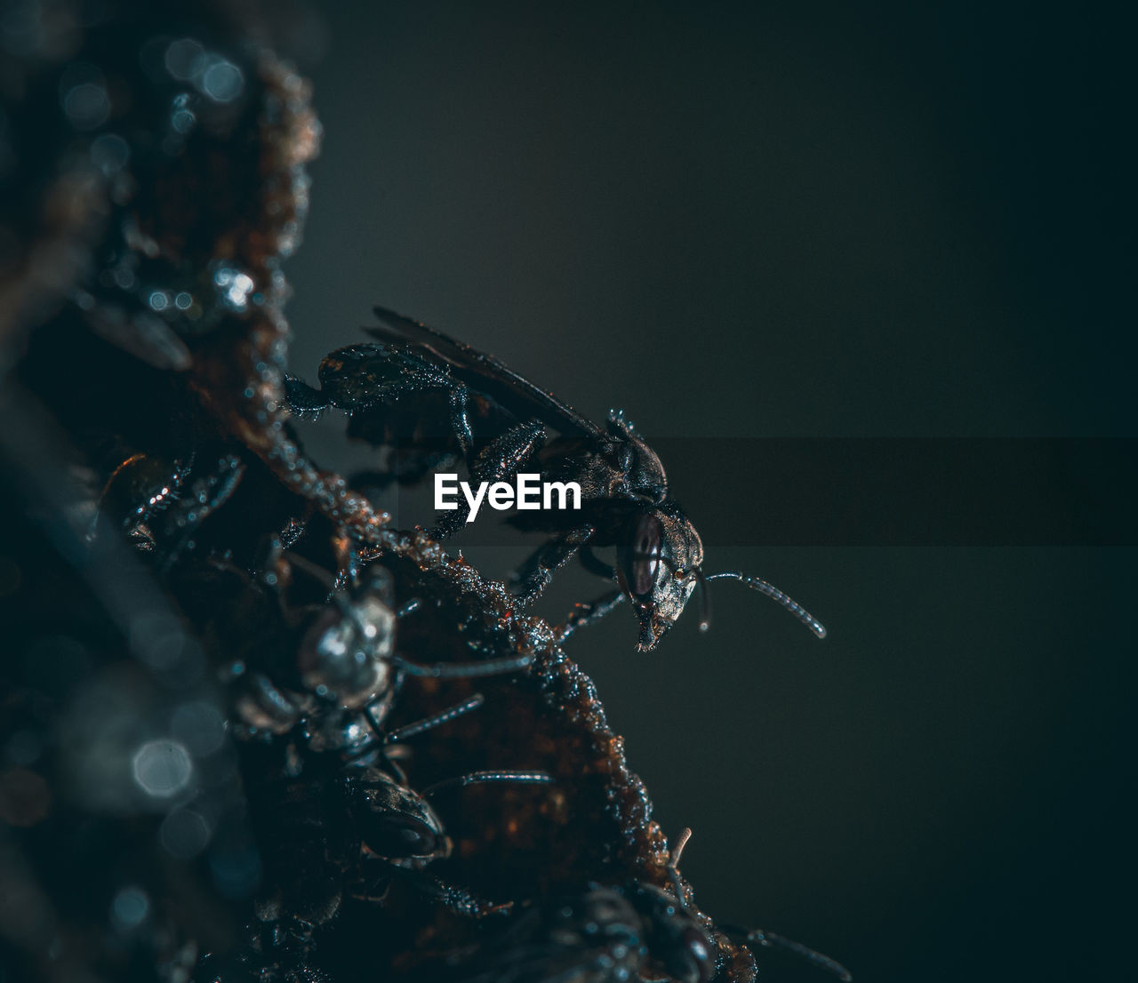 Close up view of black scoliidae wasps. texture background. macro photography. selective focus