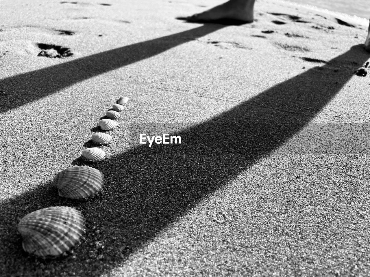 HIGH ANGLE VIEW OF SHELLS ON BEACH