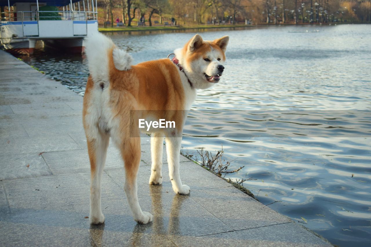 High angle view of dog standing in water