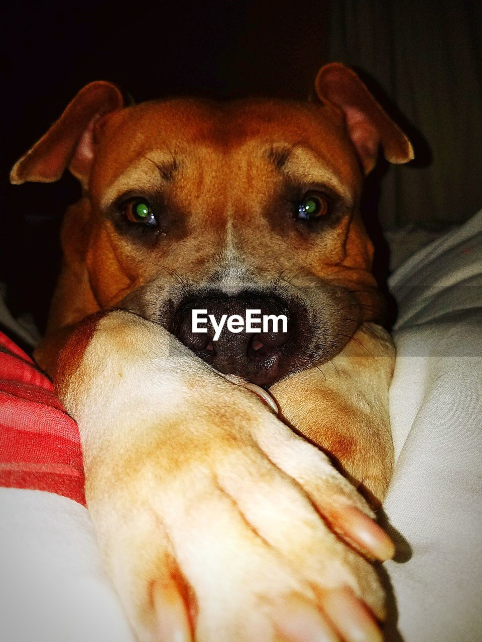 CLOSE-UP OF DOG RELAXING ON BED AT HOME