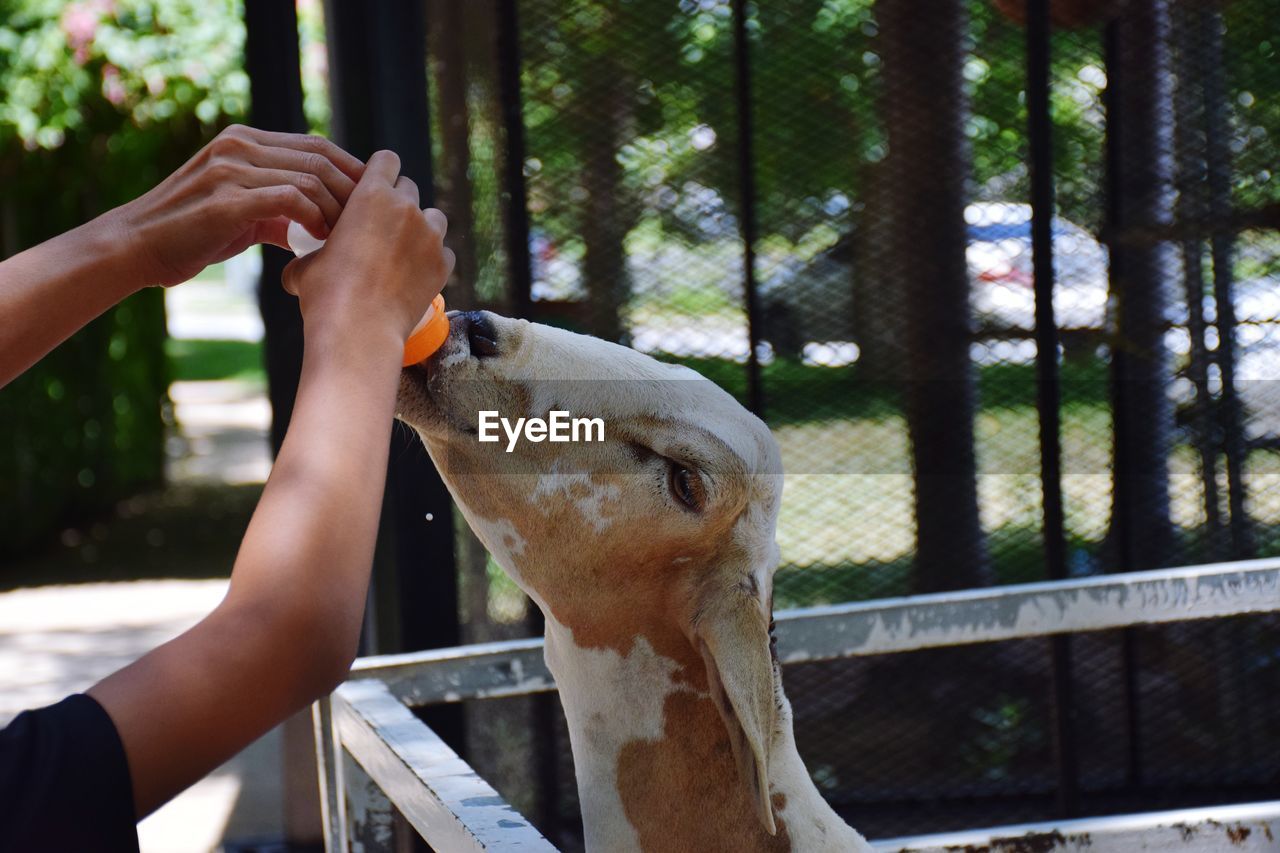 CLOSE-UP OF HAND HOLDING ICE CREAM AT ZOO