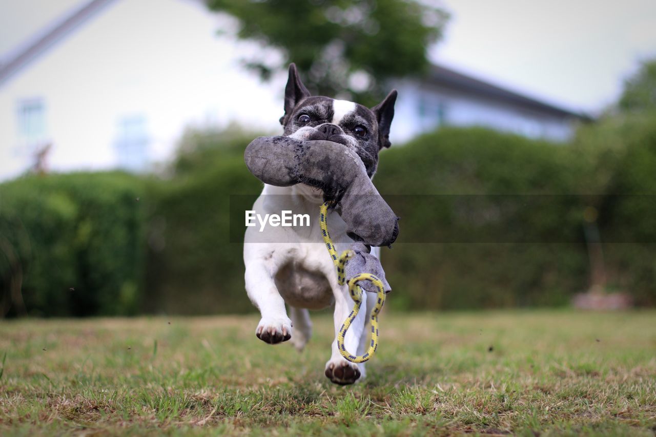 Dog carrying toy in mouth while running on land