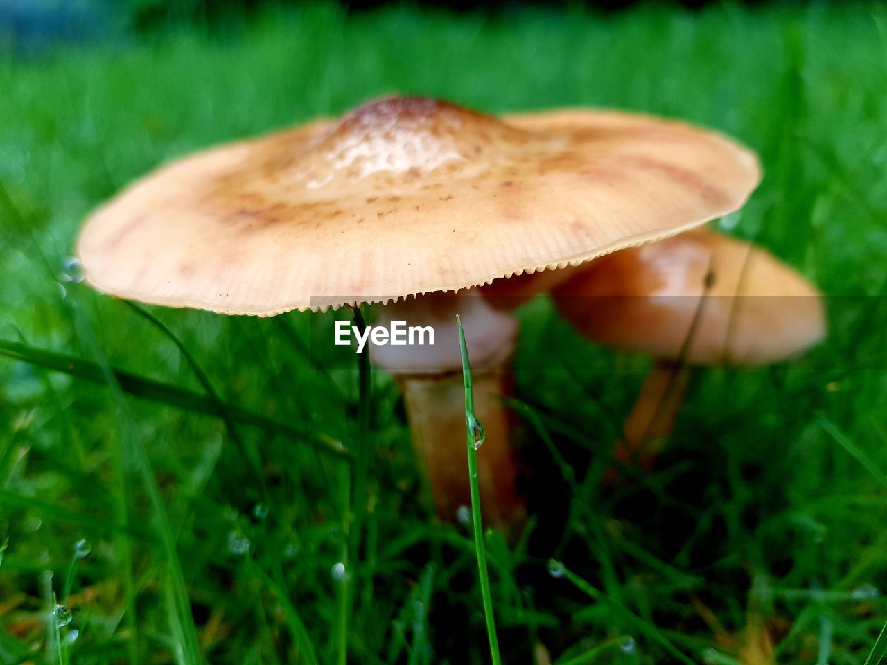 CLOSE-UP OF MUSHROOMS GROWING ON FIELD