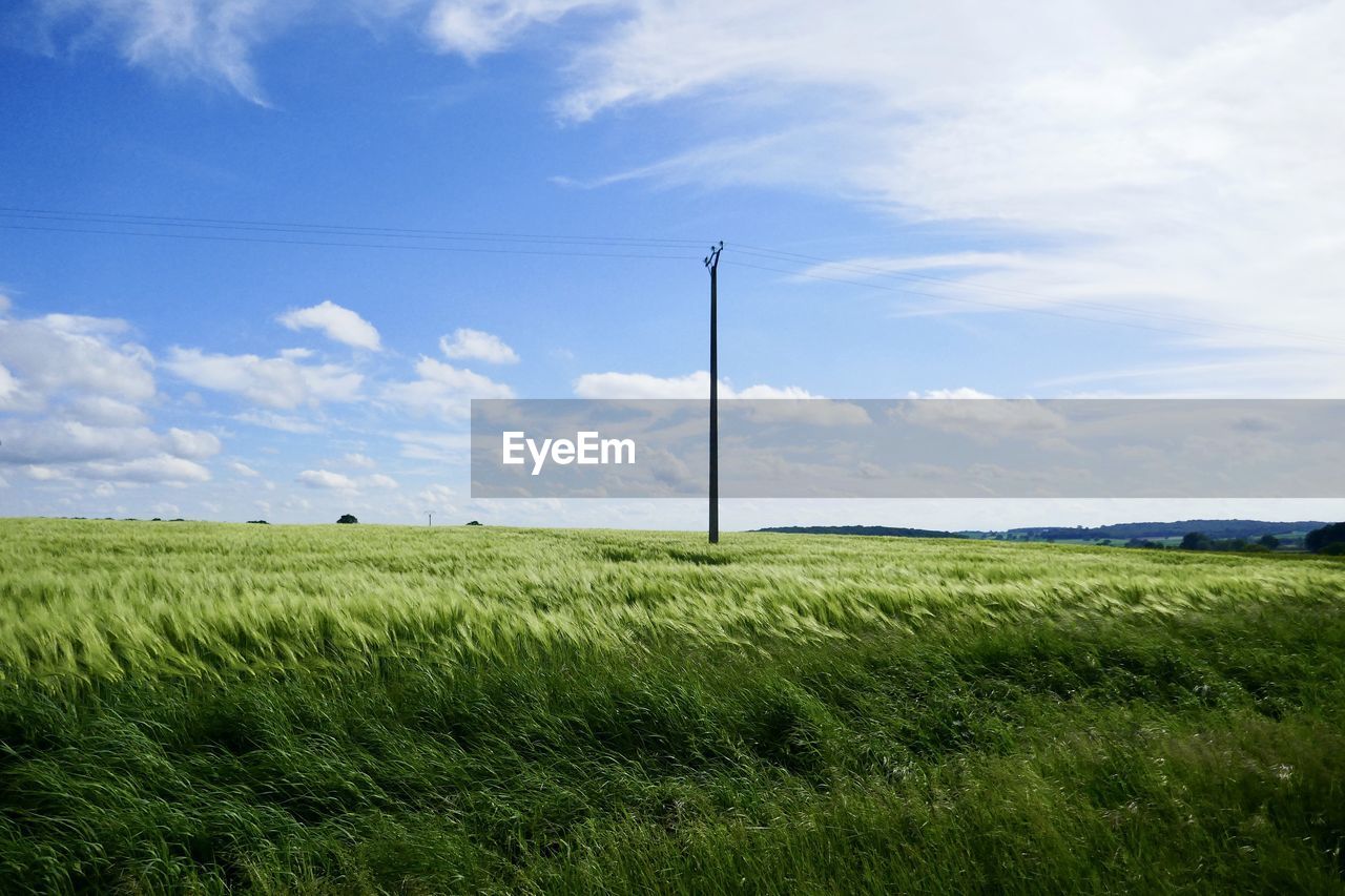 FIELD AGAINST SKY