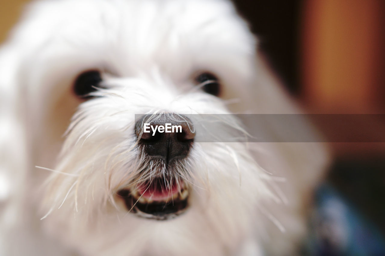 pet, one animal, animal themes, animal, mammal, domestic animals, dog, canine, maltese, bichon, white, portrait, animal body part, close-up, coton de tulear, looking at camera, animal head, havanese, puppy, animal hair, cute, lap dog, bolognese, focus on foreground, löwchen, carnivore, no people, facial expression, west highland white terrier
