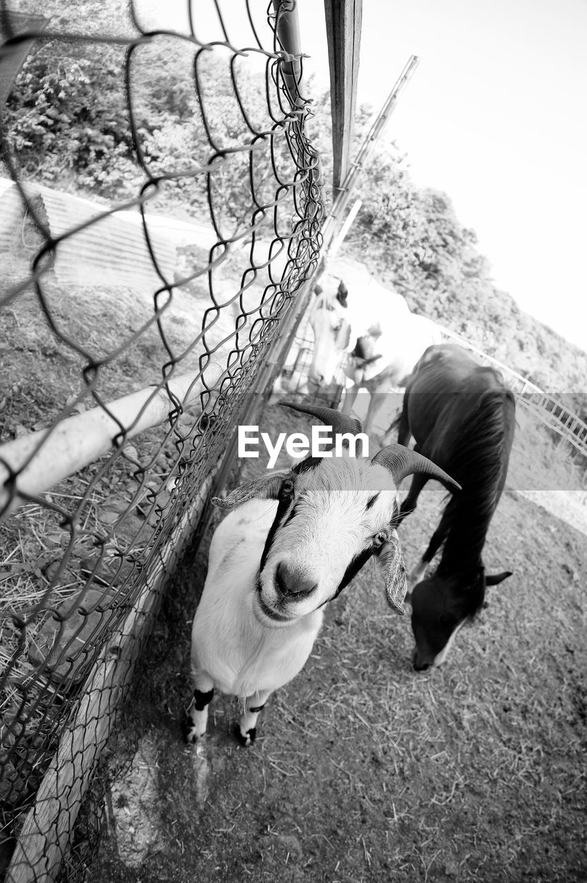 black and white, white, monochrome, monochrome photography, black, one person, day, men, nature, leisure activity, full length, lifestyles, adult, outdoors, person, animal, casual clothing, high angle view, animal themes, fence, one animal