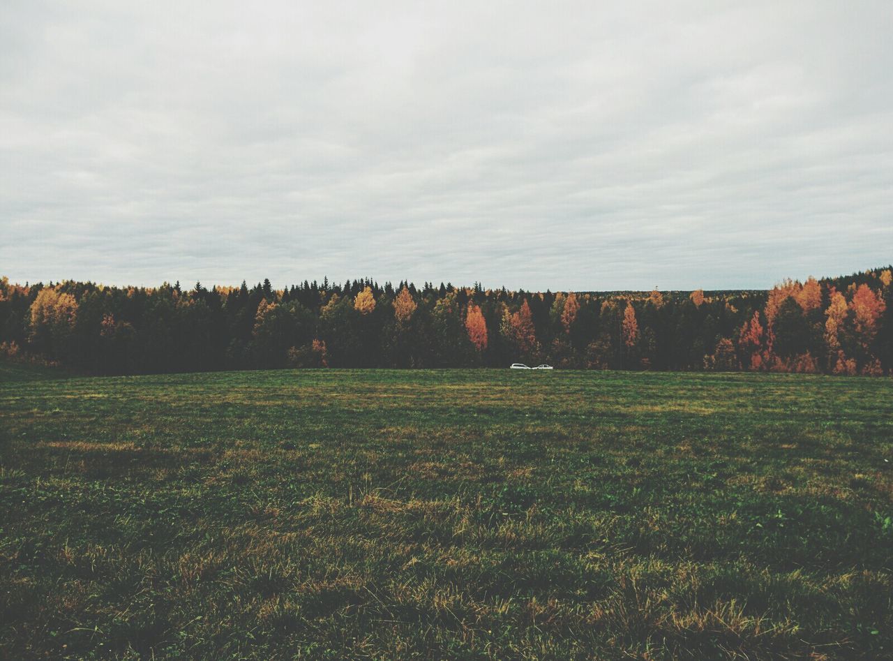 TREES ON GRASSY FIELD AGAINST CLOUDY SKY