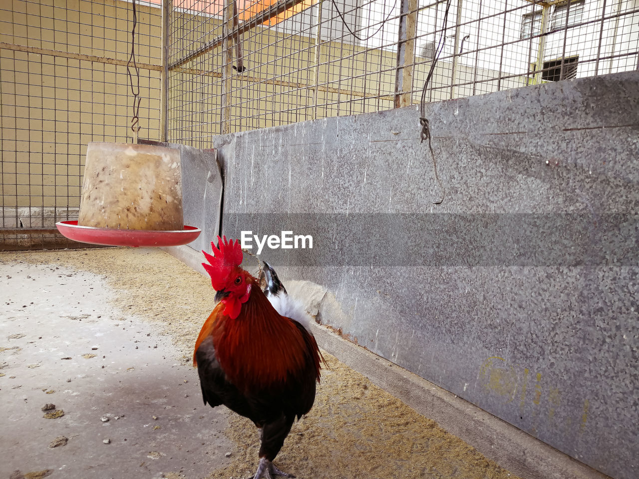 Close up rooster in a cage.