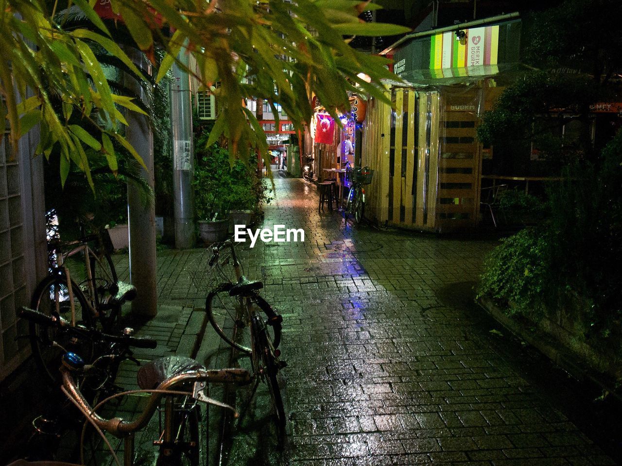 MAN AMIDST PLANTS AND TREES