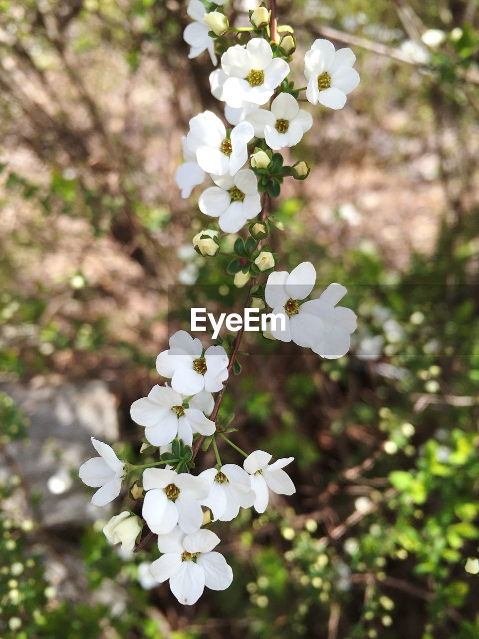 Close-up of white flowers