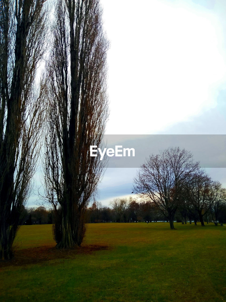 VIEW OF TREES ON FIELD AGAINST SKY