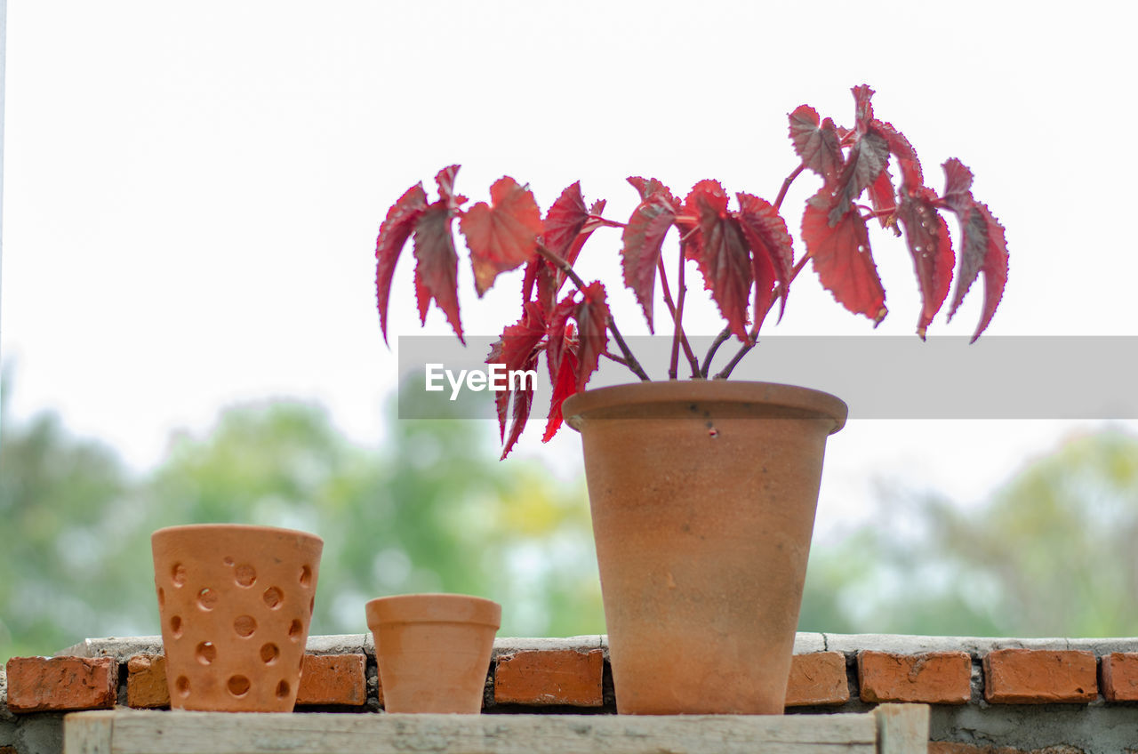CLOSE-UP OF POTTED PLANTS AGAINST WALL