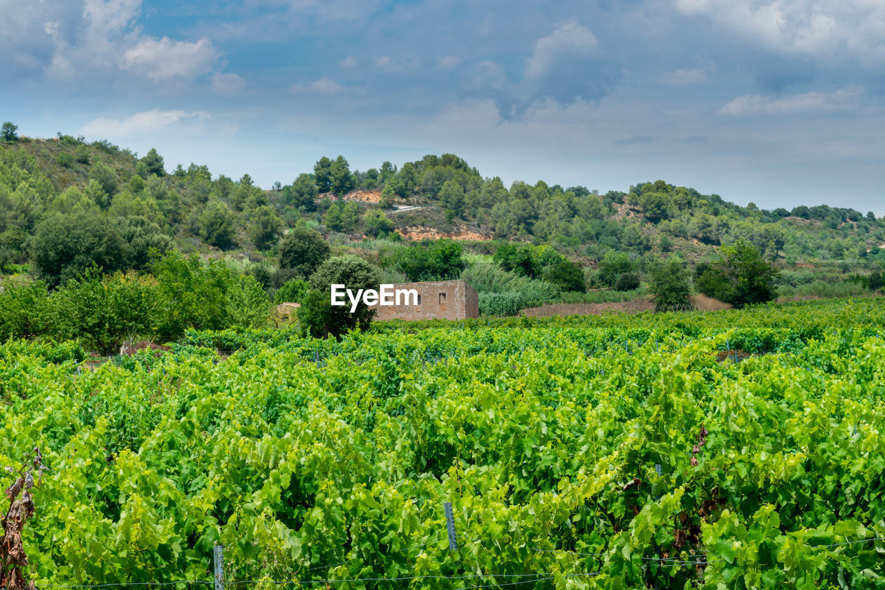Scenic view of the agricultural field against sky