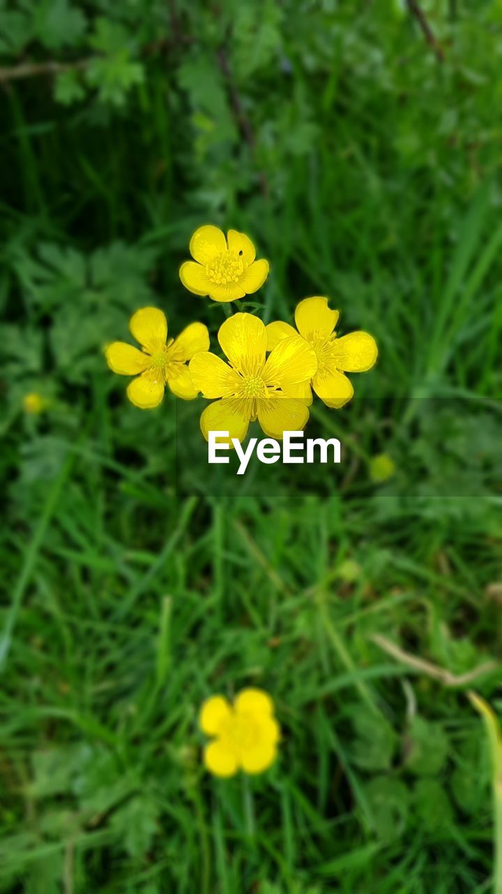 CLOSE-UP OF YELLOW FLOWER BLOOMING ON FIELD