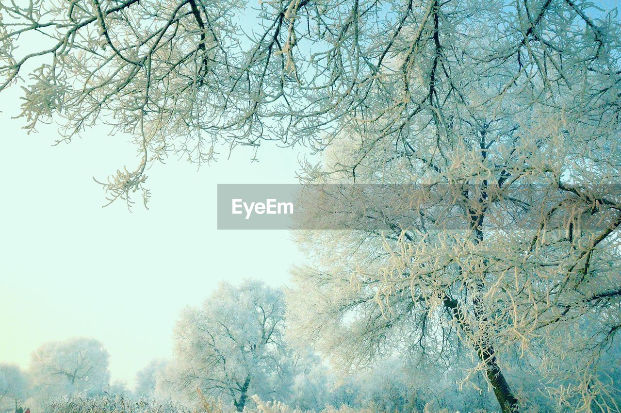 Low angle view of snow covered trees against sky