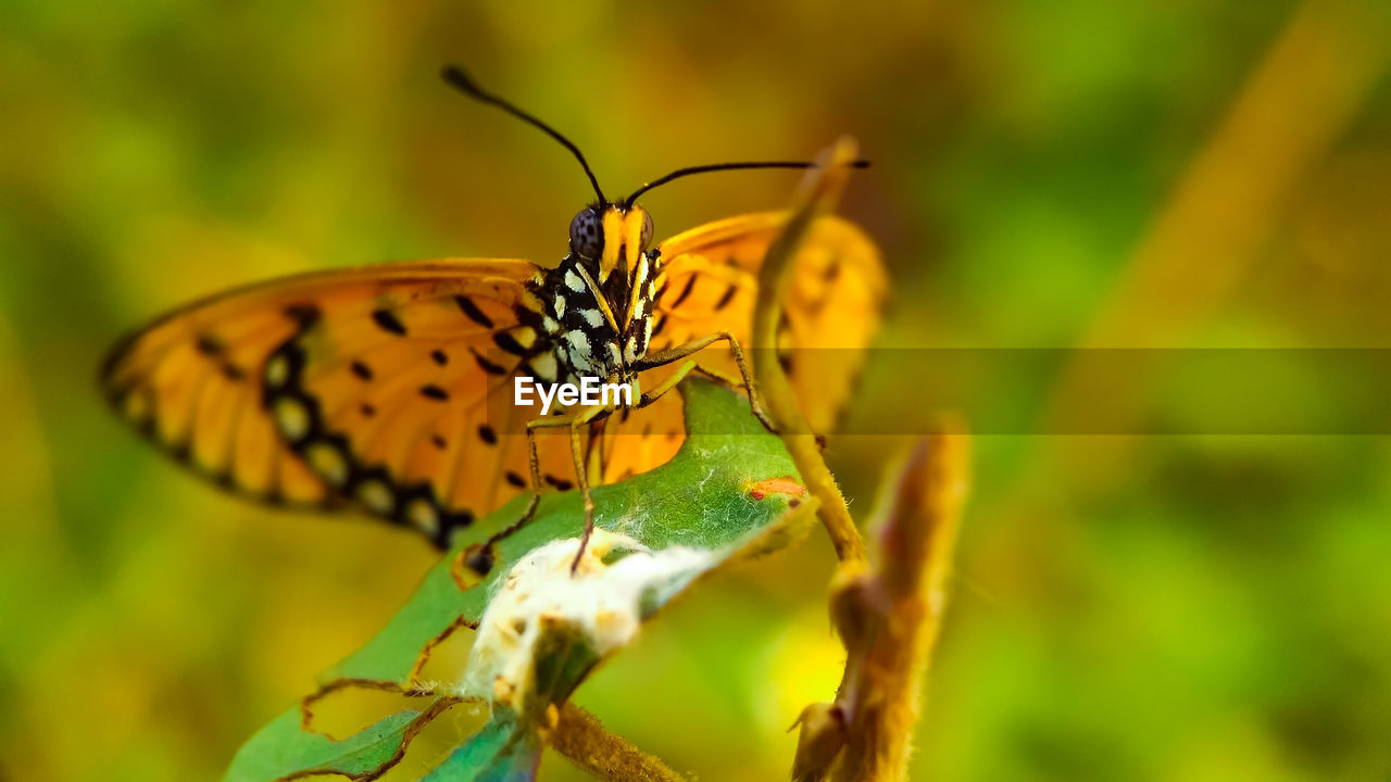 Close-up of butterfly on plant