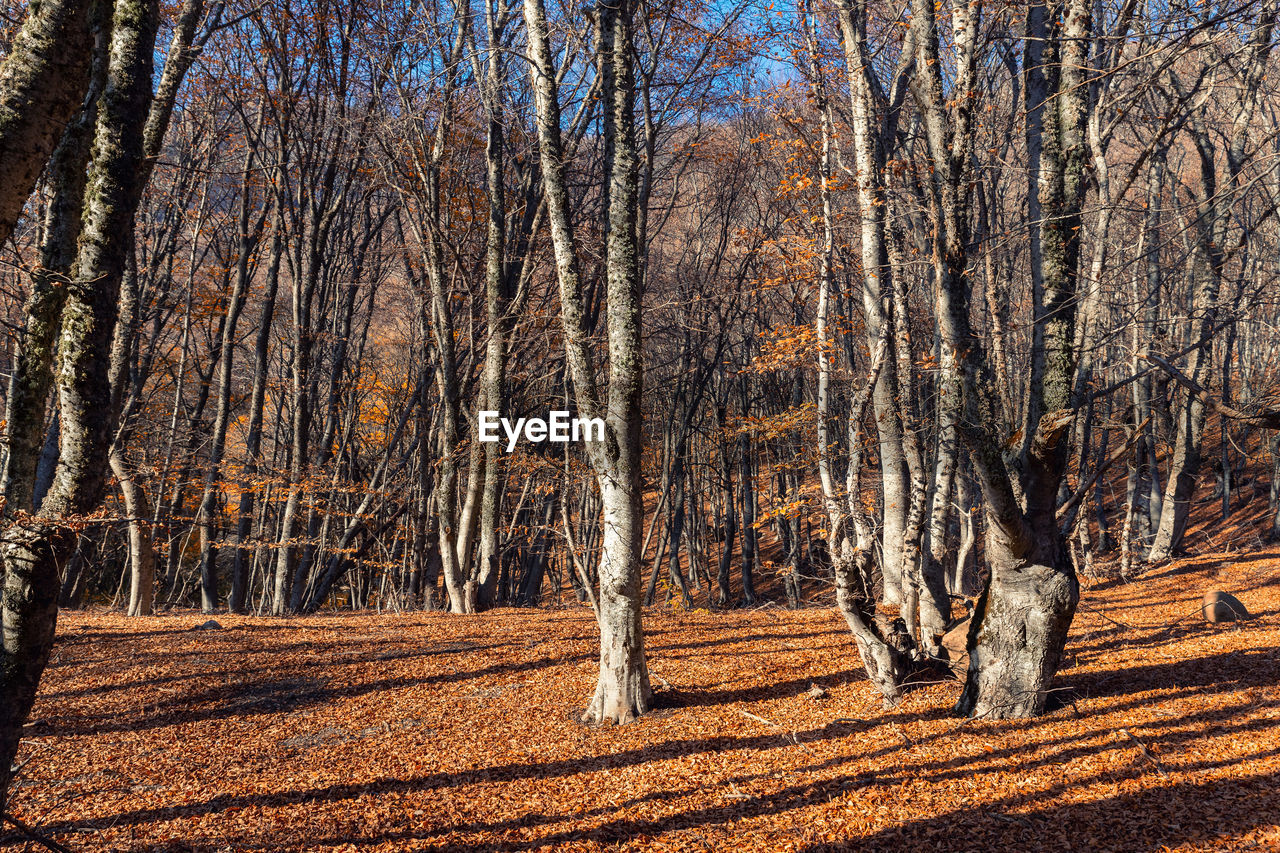 tree, natural environment, plant, land, forest, nature, trunk, tree trunk, tranquility, bare tree, woodland, beauty in nature, wilderness, autumn, tranquil scene, sunlight, no people, non-urban scene, scenics - nature, day, wood, leaf, landscape, winter, environment, growth, branch, outdoors, sky, idyllic, field, remote, shadow, grove