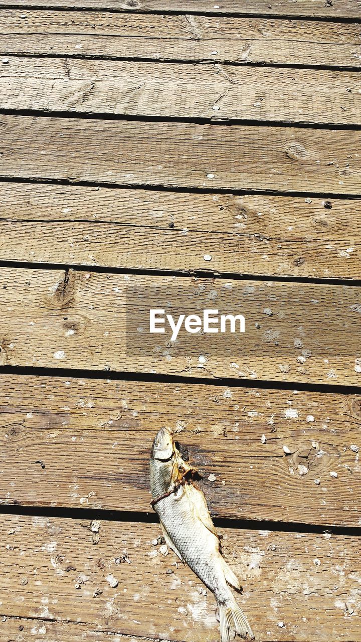 High angle view of dead fish on pier