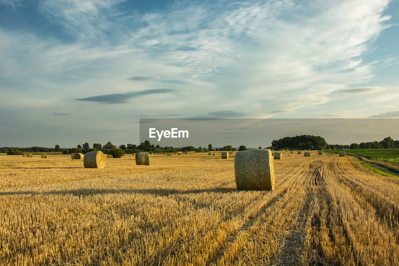 Wheels of hay in a stubble field, white clouds in the sky