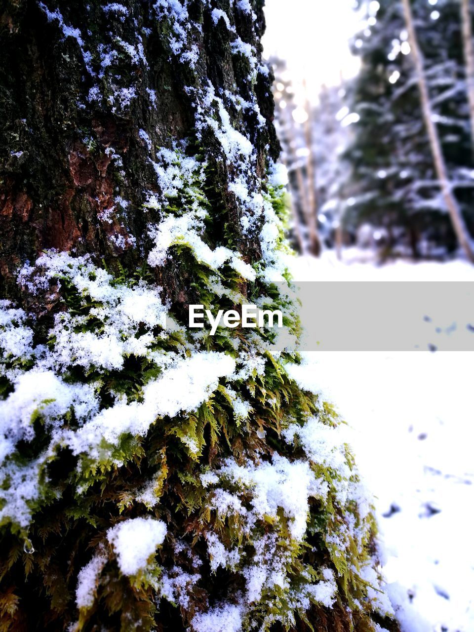 CLOSE-UP OF SNOW COVERED TREE TRUNK