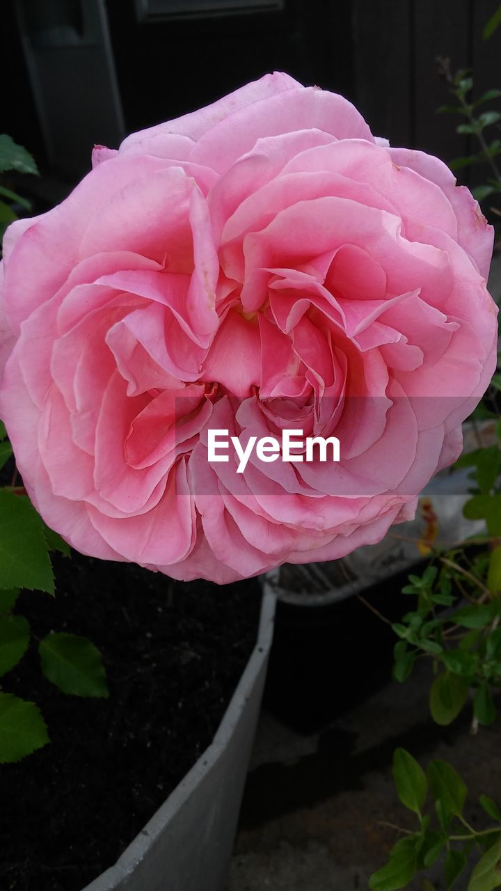 Close-up of pink flower blooming outdoors