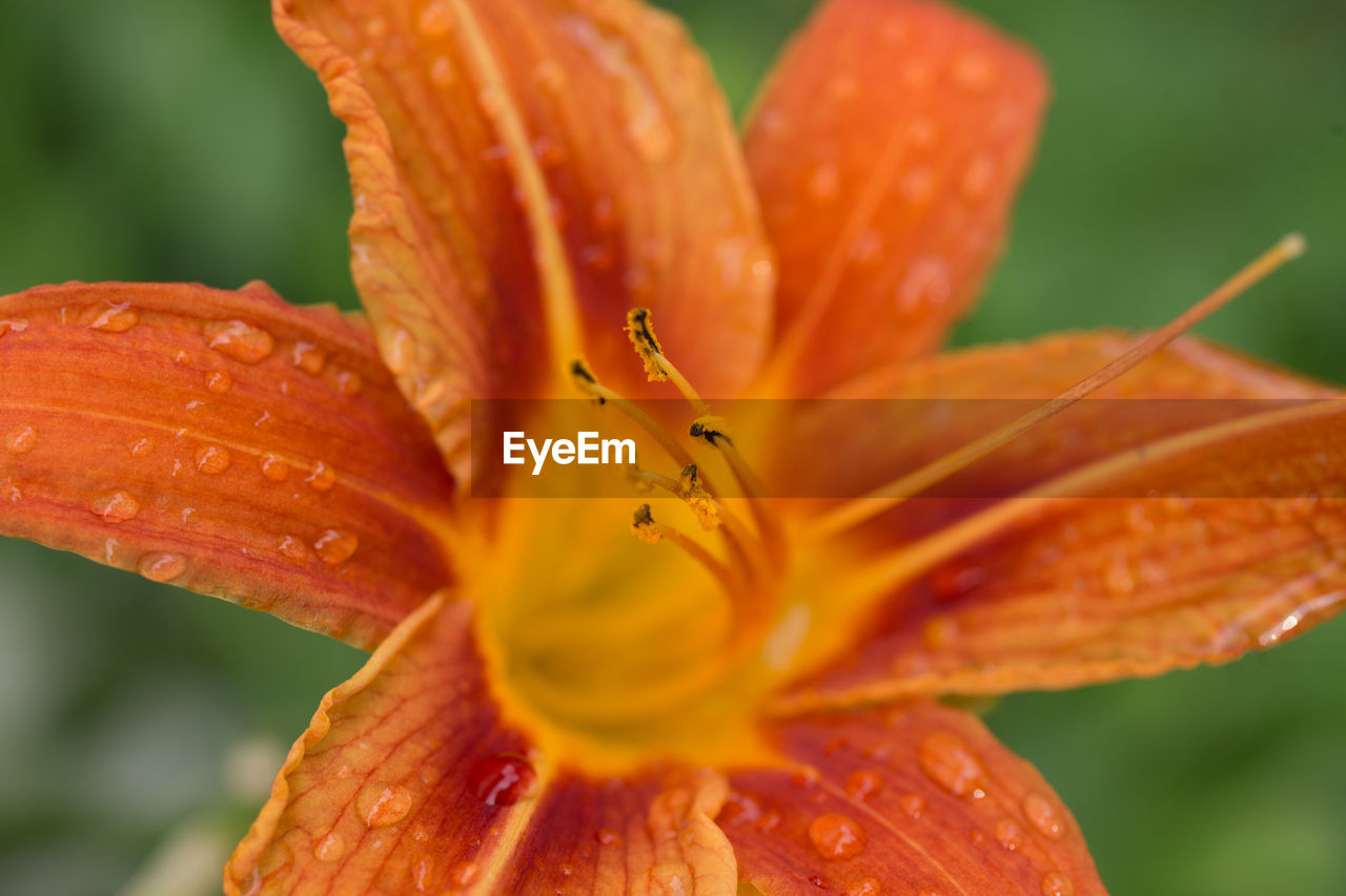 CLOSE-UP OF WATER DROPS ON ORANGE LILY BLOOMING OUTDOORS