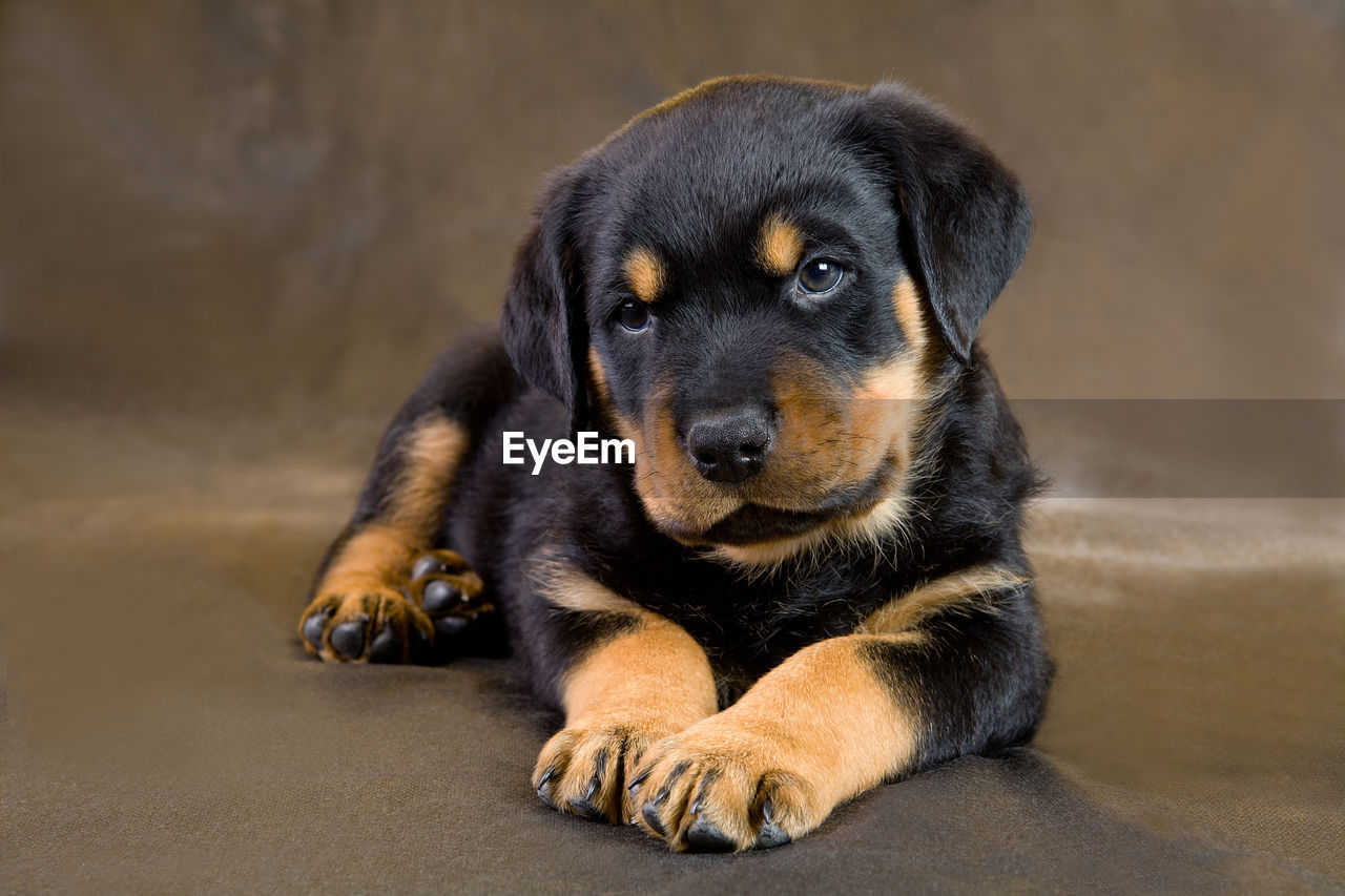 Close-up of rottweiler puppy sitting on floor