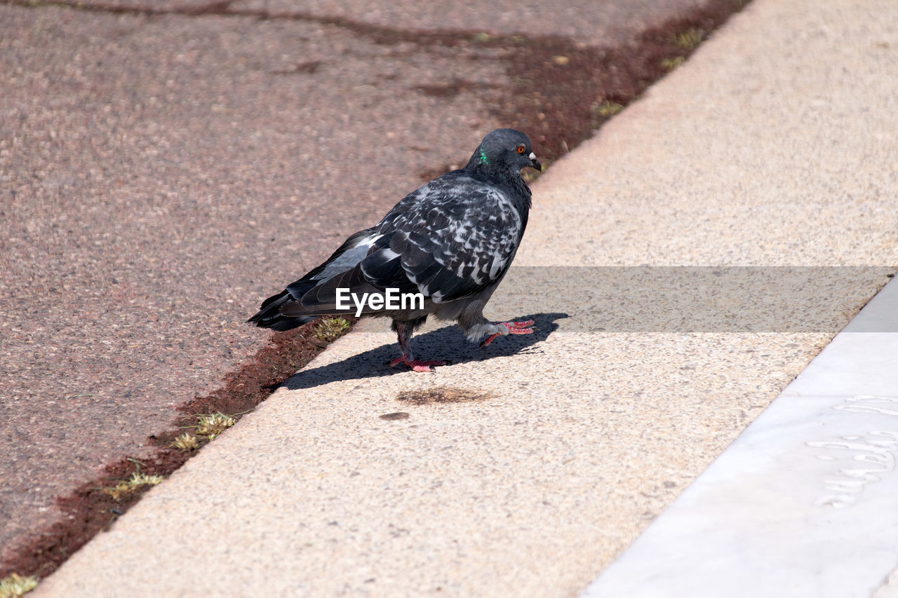 High angle view of pigeon perching on retaining wall