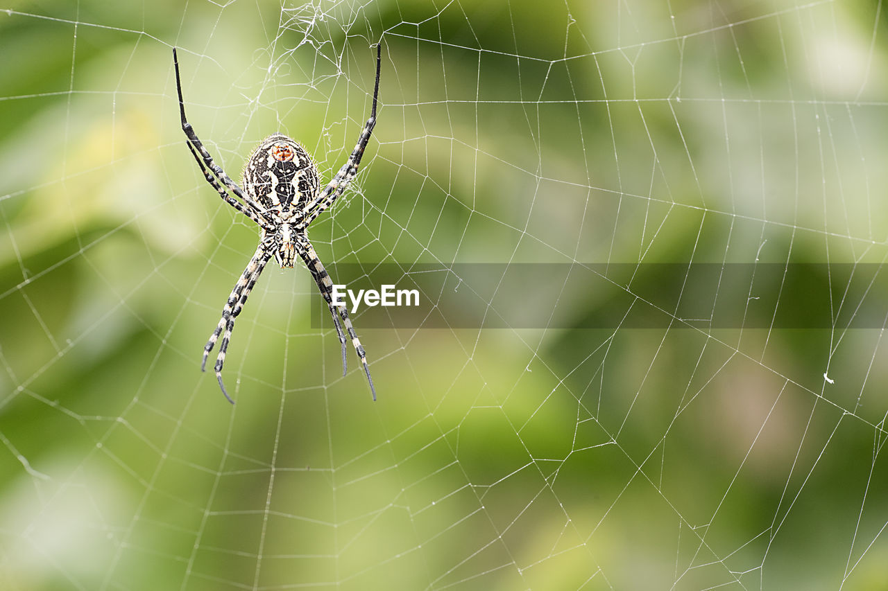 The spider species argiope aurantia is commonly known as the yellow garden spider