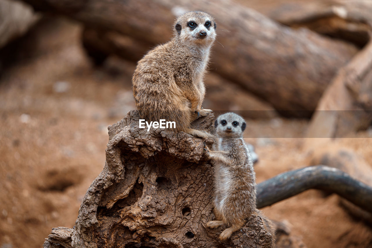 Mother meerkat with baby on guard sitting on a wood piece. meerkat or suricate adult and juvenile.