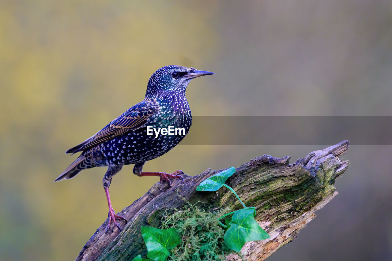 Starling, sturnus vulgarus, perched on a moss covered branch with ivy leaves