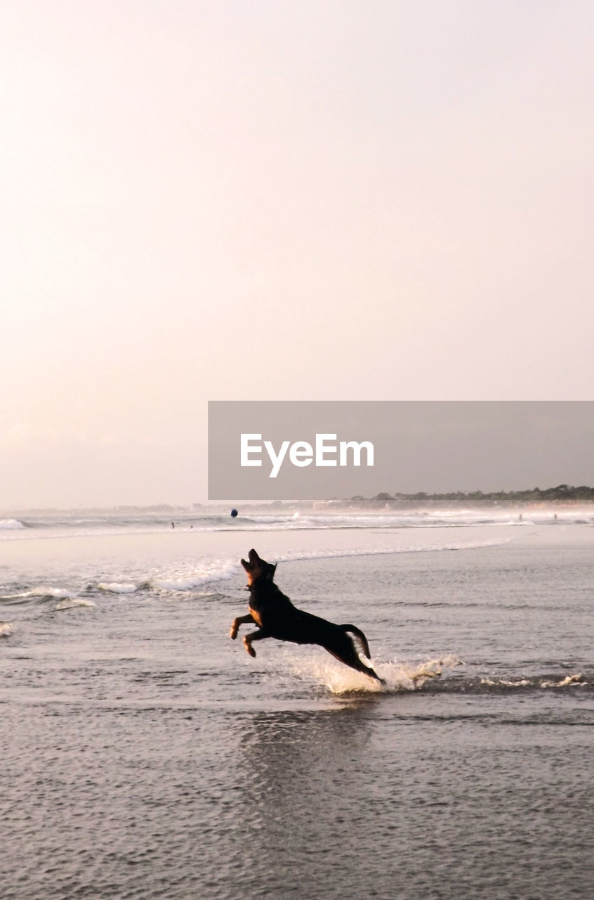 FULL LENGTH OF MAN ON BEACH AGAINST CLEAR SKY