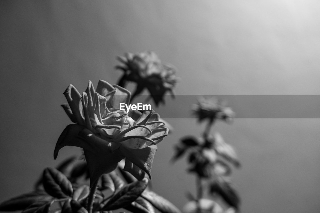 black, black and white, monochrome, monochrome photography, flower, plant, flowering plant, close-up, white, macro photography, darkness, nature, no people, beauty in nature, focus on foreground, growth, leaf, fragility, freshness, flower head, inflorescence, petal, selective focus, still life photography, outdoors