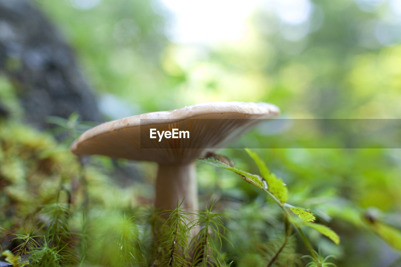 CLOSE-UP OF MUSHROOM GROWING ON PLANT