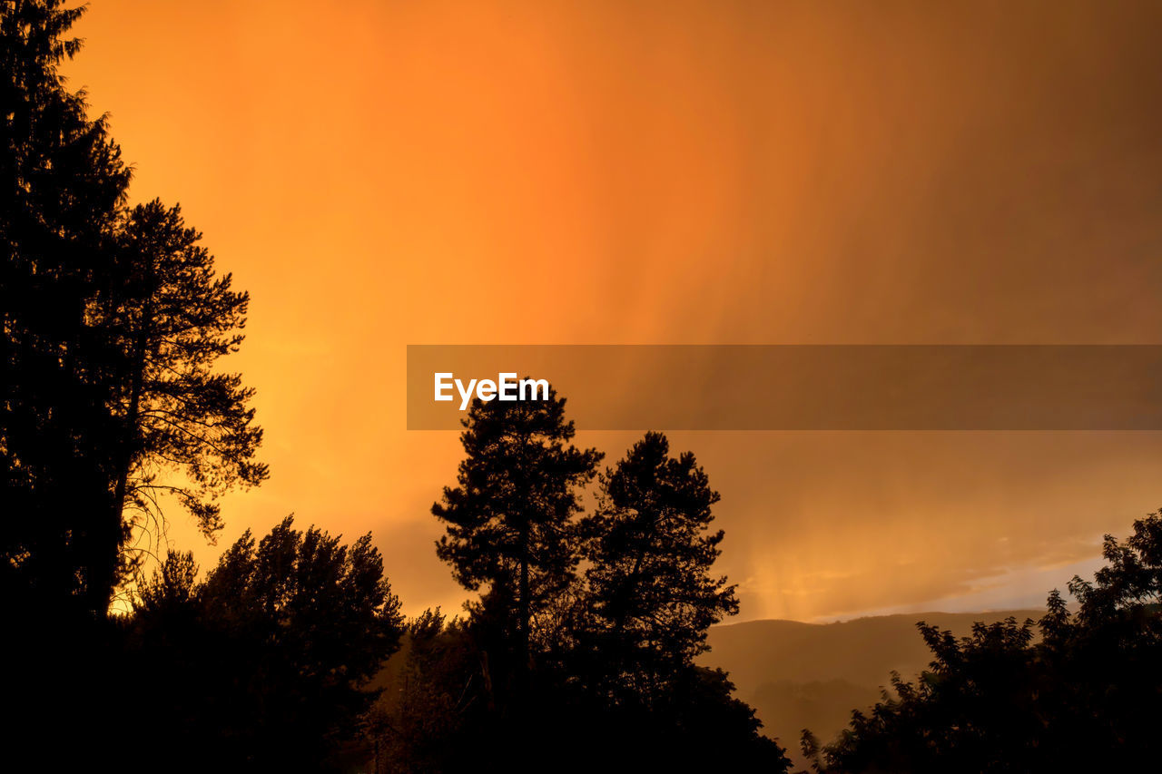 Silhouette trees against orange sky