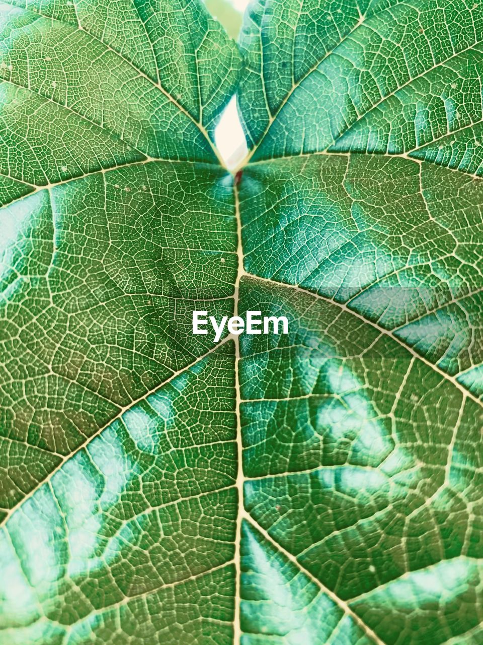 CLOSE-UP OF GREEN LEAVES