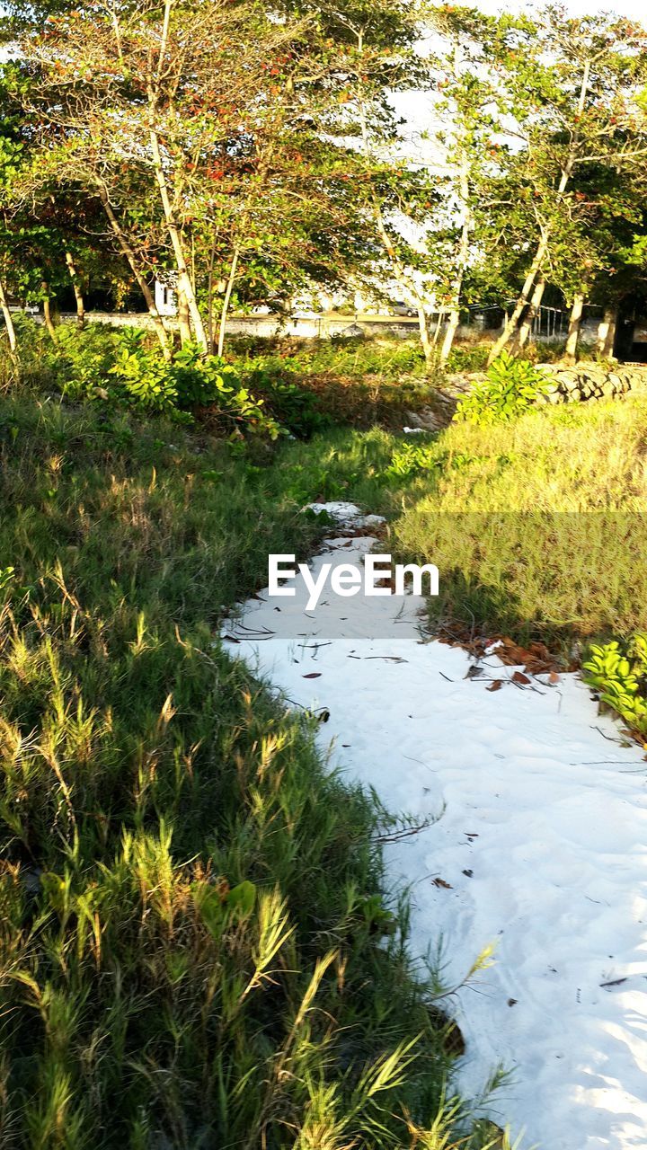 TREES ON GRASSY LANDSCAPE