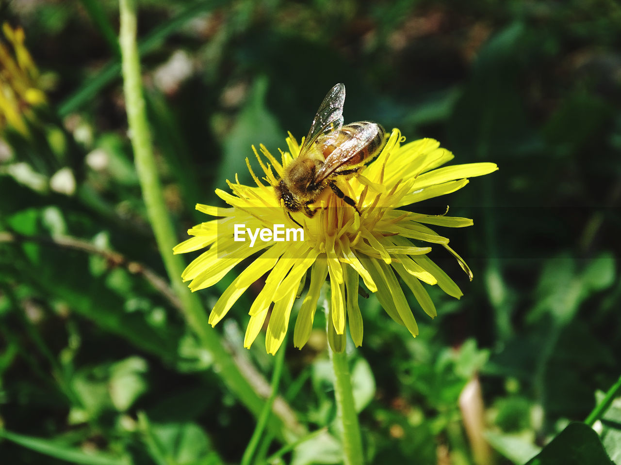 Close-up of insect on yellow flower