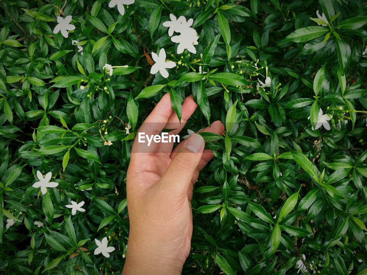 Cropped hand of person touching plants