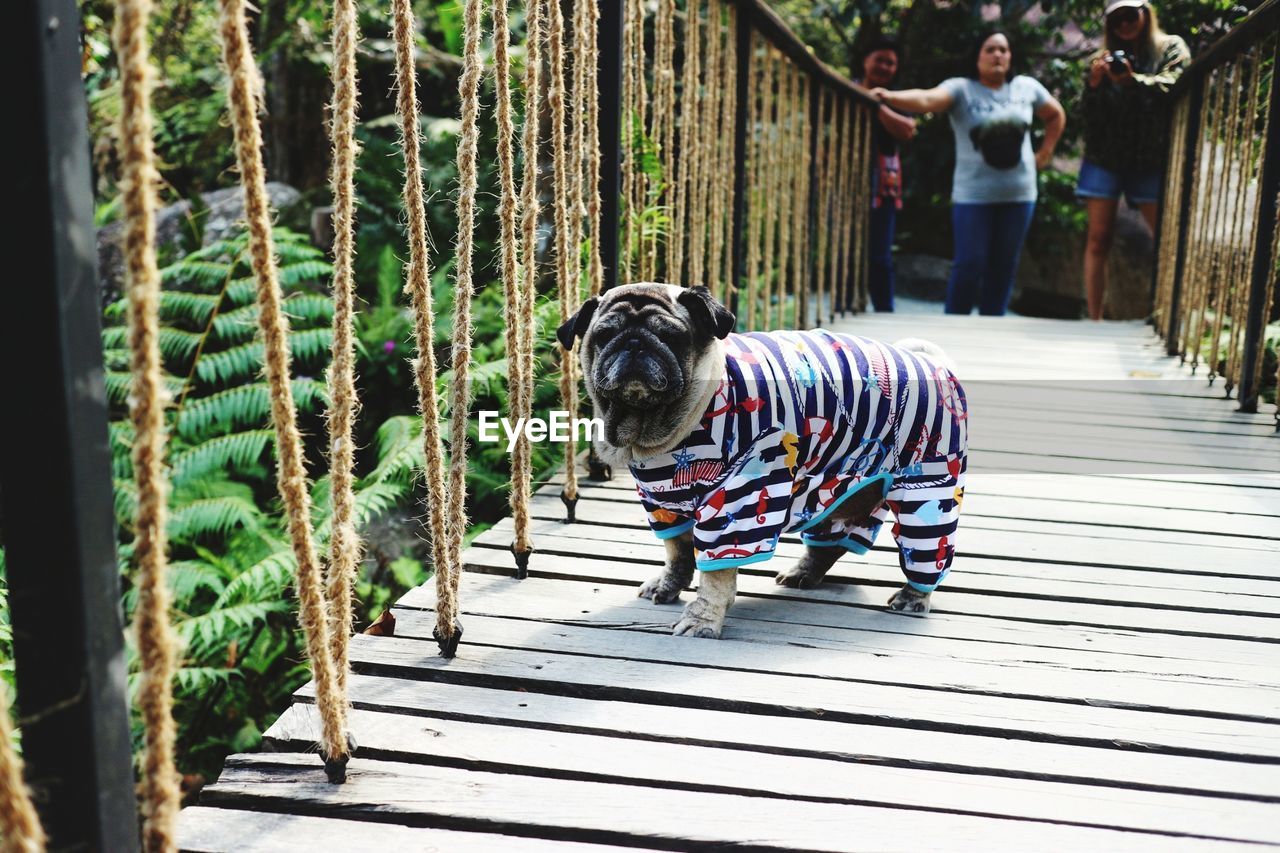 Dog wearing pet clothing while standing on footbridge