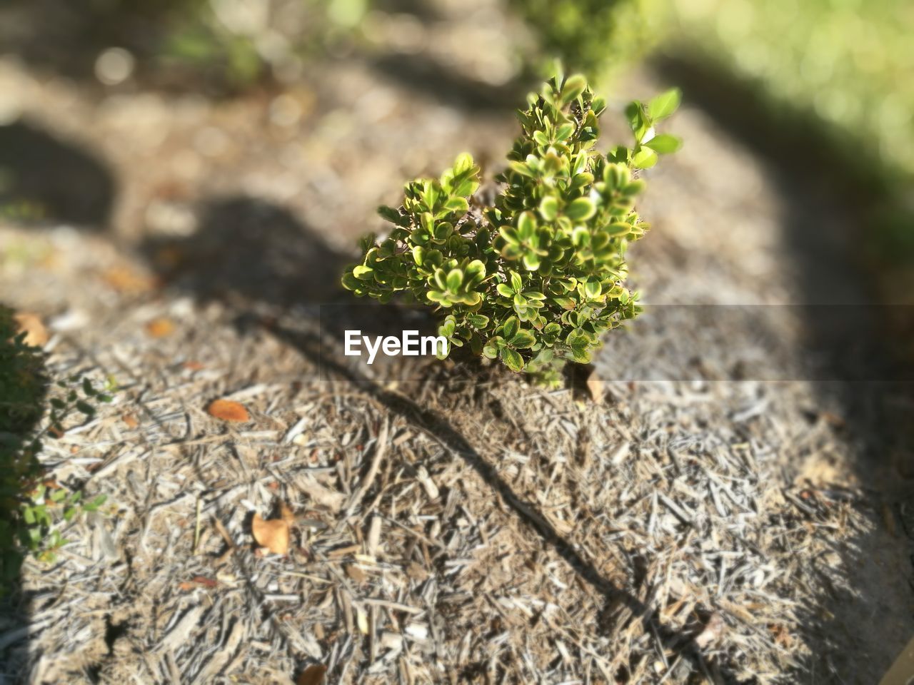 Close-up of small plant growing outdoors